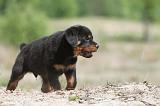 ROTTWEILER 260